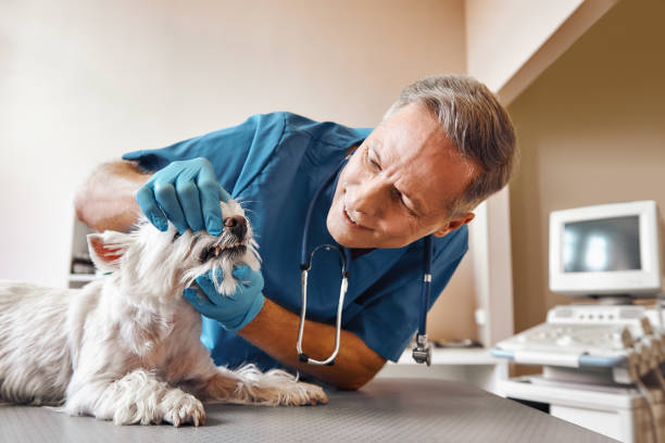 Best Emergency Root Canal Treatment in Franklin Grove, IL